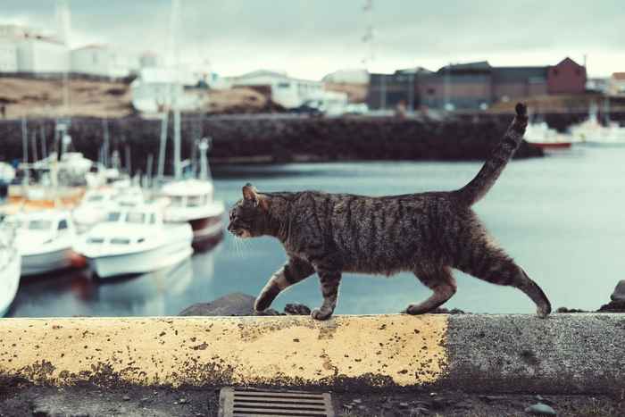 Katt i hamn